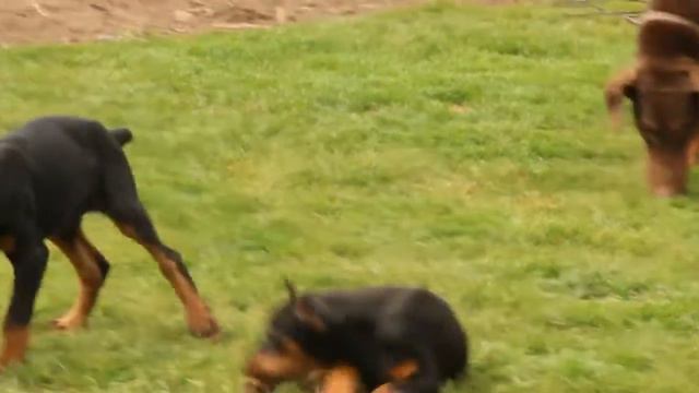 Doberman Pinscher Puppies For Sale смотреть онлайн