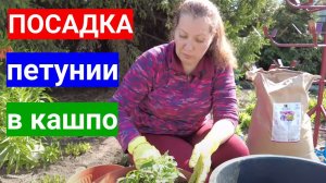 Пересадка петунии в кашпо-растим цветочное дерево.Добавка, от которой петунии цветут как сумасшедшие