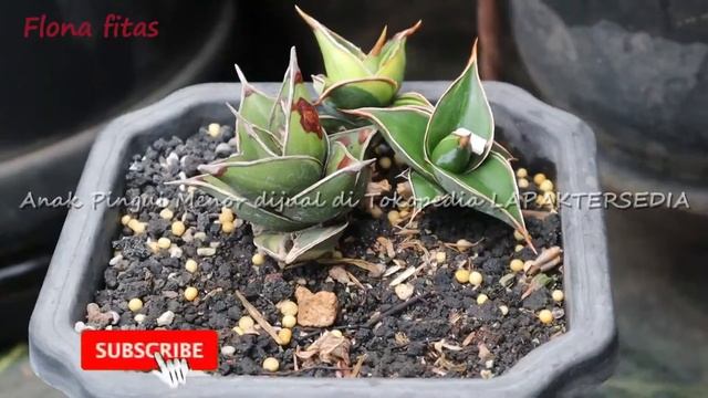 Anak Pingui variegata lapis sansevera menor sanseviera || flonafitas | fit and joy | agogo fams смотреть онлайн