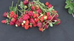 КЭБОТ позднеспелый сорт клубники