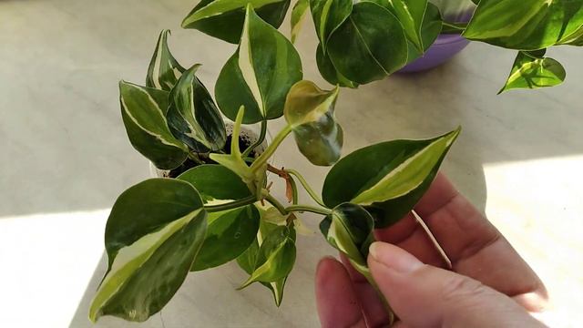 Филодендрон Philodendron Hederaceum Var. Oxycardium (Триколор)