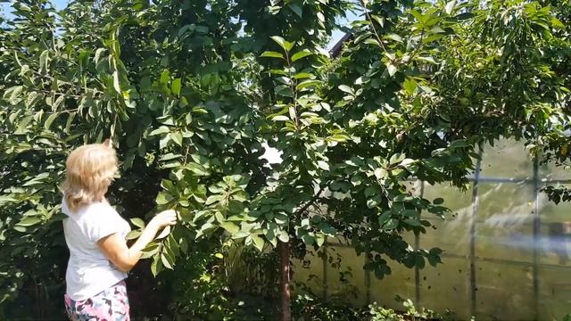 Какие плодовые деревья посадить на участке за городом