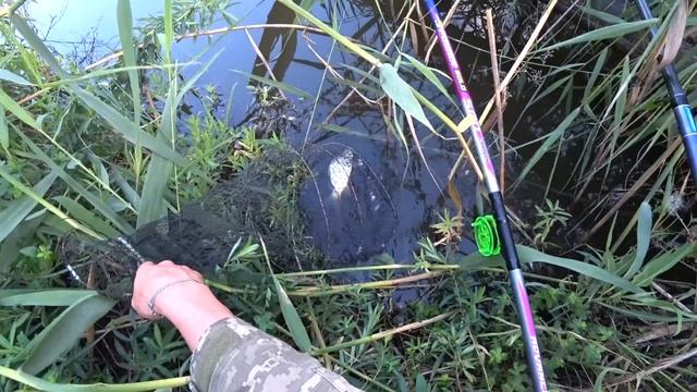 Утренняя Рыбалка с Поплавками из Пера. Ловля КАРПА на Тесто и Червя! смотреть онлайн