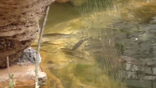 стайка рыбёшек на течении смотреть онлайн