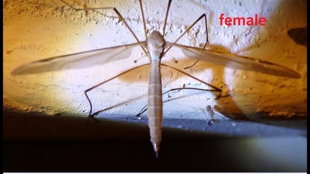 Crane fly Tipulidae Female Male and mating Greece by Theo смотреть онлайн