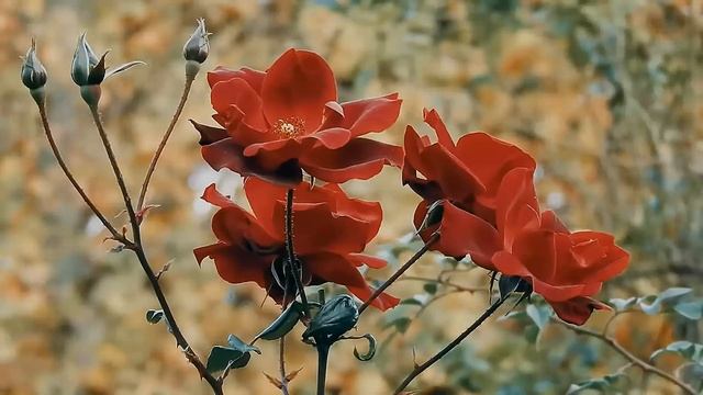 С Праздником дорогие женщины..!!! смотреть онлайн