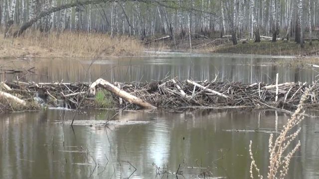 Бобровые плотины. Биотехния в охот хозяйстве. смотреть онлайн