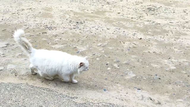 Белая кошка, совсем бела кошка. A white cat, a very white cat. смотреть онлайн