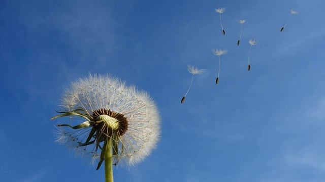 Медитация благодарности ? ЭТУ МЕДИТАЦИЮ ДОЛЖЕН ДЕЛАТЬ КАЖДЫЙ смотреть онлайн