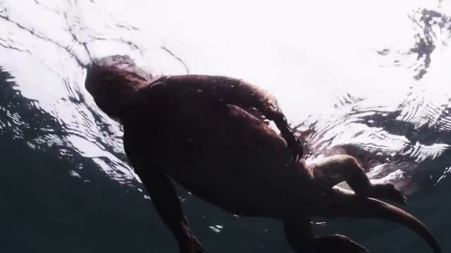 Драконы Комодо смотреть онлайн