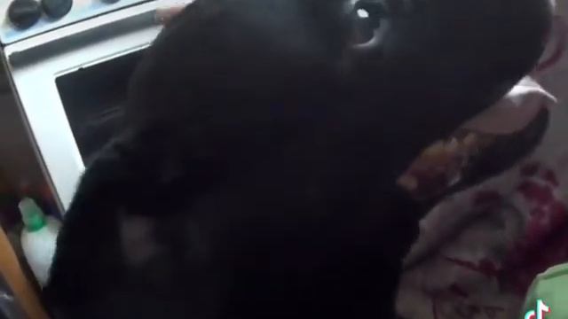 #ротвейлер #приколы #собаки #кошки #тикток смотреть онлайн