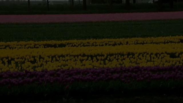 Поля с тюльпанами (Голландия)/ Fields of tulips (Holland) смотреть онлайн
