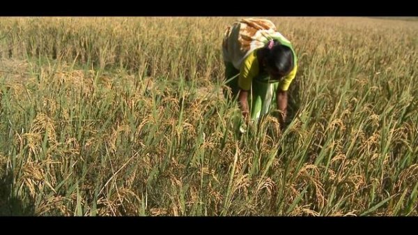 Geographical Indication Tag (GIT) इस प्रकार पहुंचा रहा है किसानों व कामगारों को लाभ....