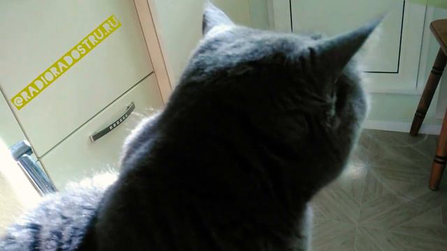 Зачем Коту веник? Кот следопыт. Британский кот 2019. смотреть онлайн