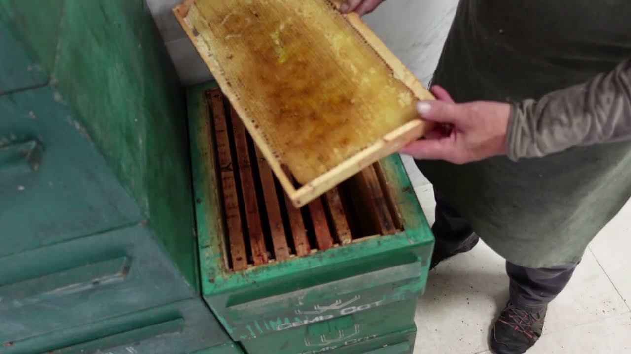 борьба с восковой молью 70% уксусной кислотой смотреть онлайн