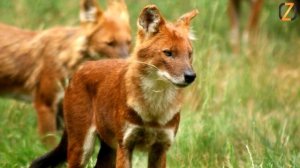 Красный волк - интересные факты