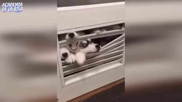 "НОВОЕ! "САМОЕ СМЕШНОЕ ВИДЕО С ЖИВОТНЫМИ / ЛУЧШИЕ ПРИКОЛЫ 2019 | Обзор №1 смотреть онлайн