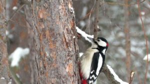 Как ДЯТЕЛ ест семечки, Большой Пестрый дятел