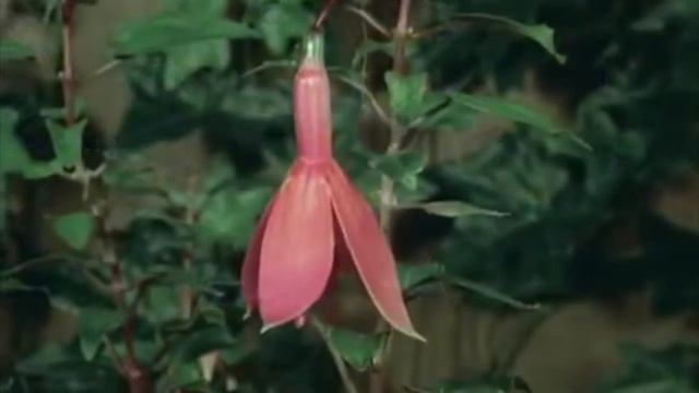 Ежедневник НикА за 10 февраля смотреть онлайн