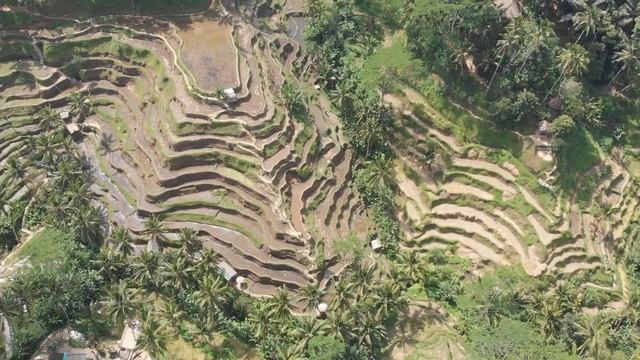 Bali - Tegalalang Rice Terrace / Бали - Тегалаганг Рисовые террасы смотреть онлайн
