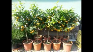 Апельсиновое дерево из косточки в домашних условиях