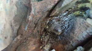 Замена задней ступицы Форд Фокус 2 с помощью болгарки