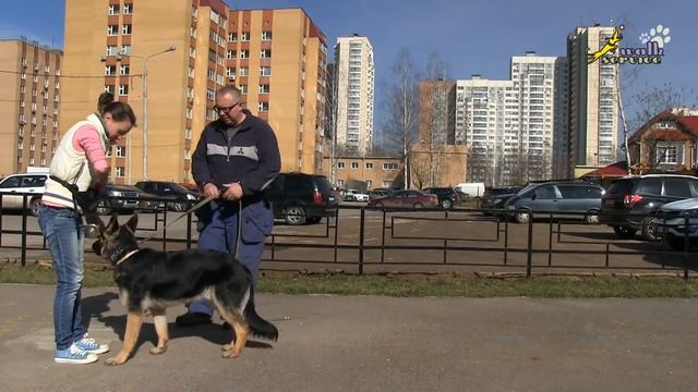 Как научить собаку приносить палку, подзыв в помощь обучению апортировке смотреть онлайн