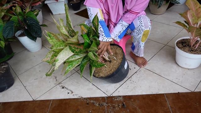 Banyak Aglonema Josh, Rimbun & daun mengkilap disini смотреть онлайн