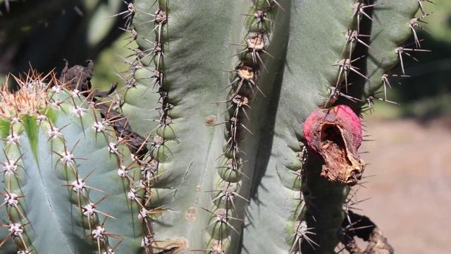 Advice on Cereus cactus смотреть онлайн