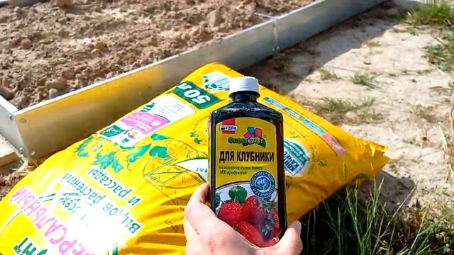 пересадка клубники осенью, 1 часть ) смотреть онлайн