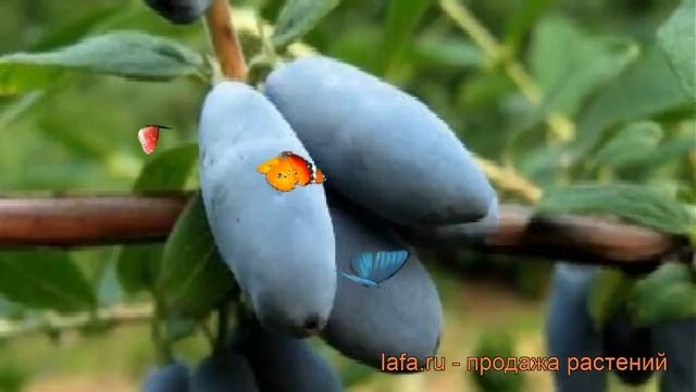 Жимолость съедобная Альтаир (lonicera edulis alaska) ? обзор: как сажать, саженцы жимолости Альтаир смотреть онлайн