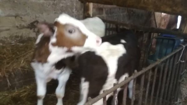 Для чего колоть Ивермек?