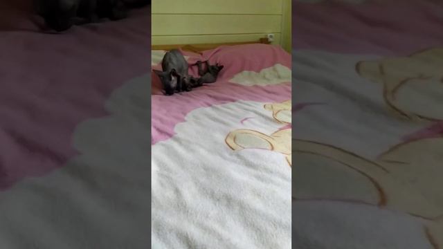 Котята сфинксы (4 мальчика и 2 девочки) 10.04.23 г. р. , велюр и браш. смотреть онлайн