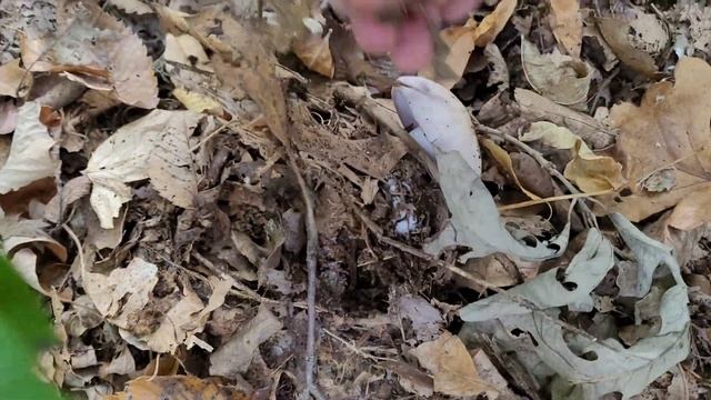 Foraging Wood Blewits|| Lepista nuda|| Nceb Blewit смотреть онлайн