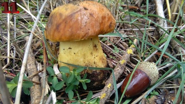 Discover the error - Descubre el error 14. Leccinum lepidum смотреть онлайн
