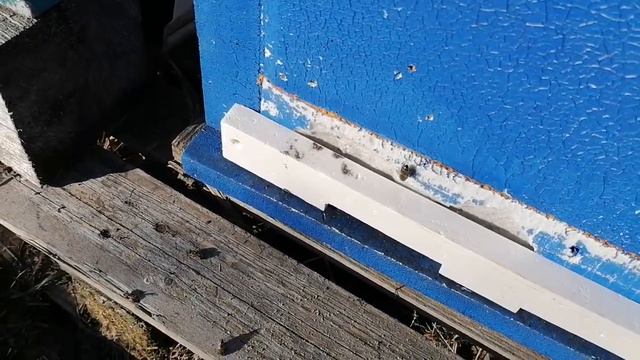 Пасека 27 февраля! А как по другому?