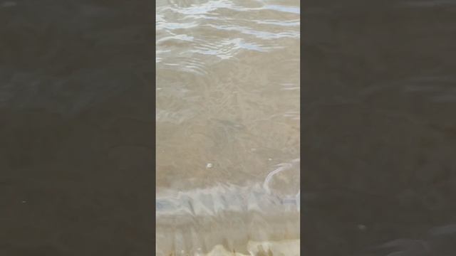 31.05.2023 Утро Сборник река Амур набережная Комсомольск-на-Амуре смотреть онлайн