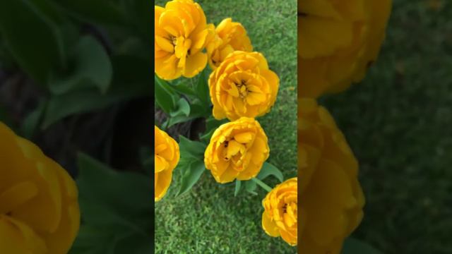 Тюльпан Йеллоу Помпонетт / Tulipa  Yellow Pomponette