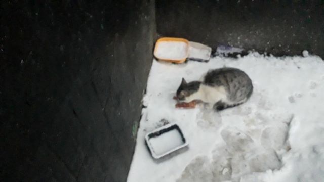 Вежливый котяка!!! смотреть онлайн