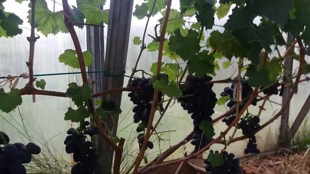 Калининградский виноград.Забава. смотреть онлайн