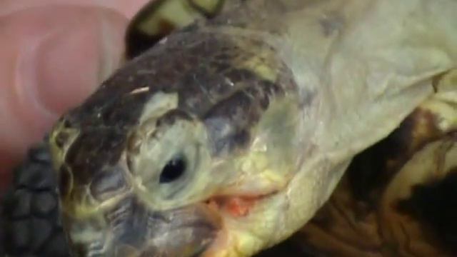 Болезнь черепахи.avi
