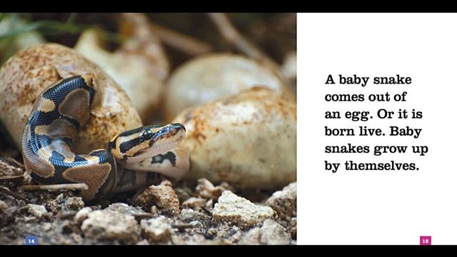 SNAKES | Animal Book for Kids Read Aloud смотреть онлайн