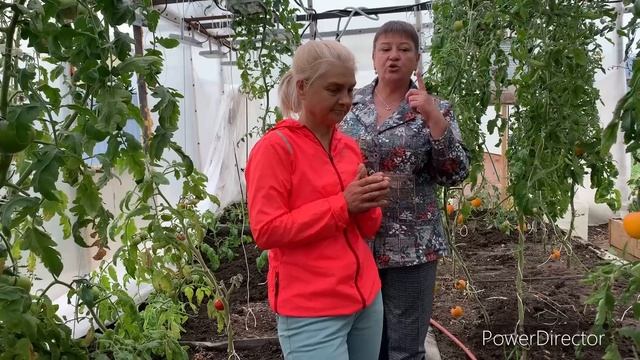 6 июня 2023 СОБРАЛИ ПОМИДОРЫ,МЕНЯЮТ КУСТЫ НА НОВЫЕ смотреть онлайн