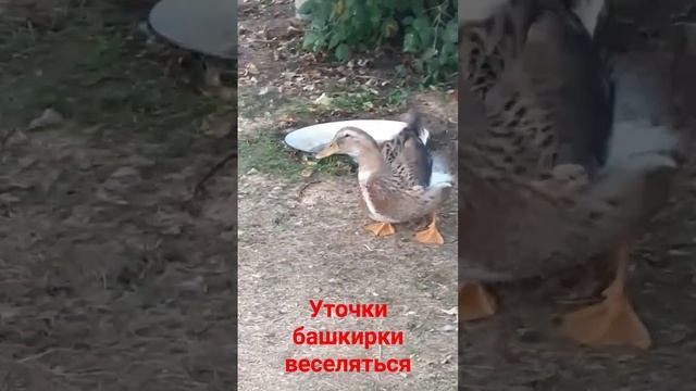 уточки башкирской породы смотреть онлайн