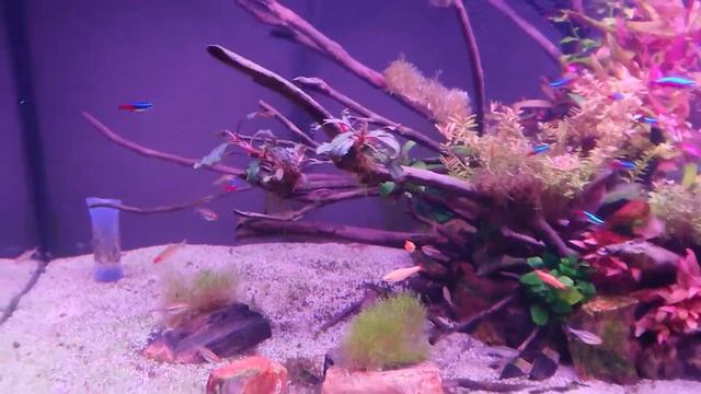 How overdosing EasyCarbo (liquid CO2) can simply crash your tank... смотреть онлайн