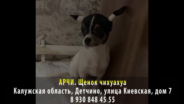 Найден! АРЧИ. Щенок чихуахуа. Калужская область, Детчино, Улица Киевская смотреть онлайн