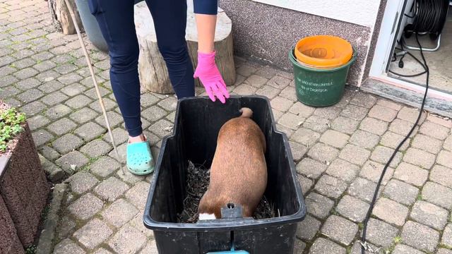 собака ловит мышь 🐭🐶 Бостон Терьер смотреть онлайн