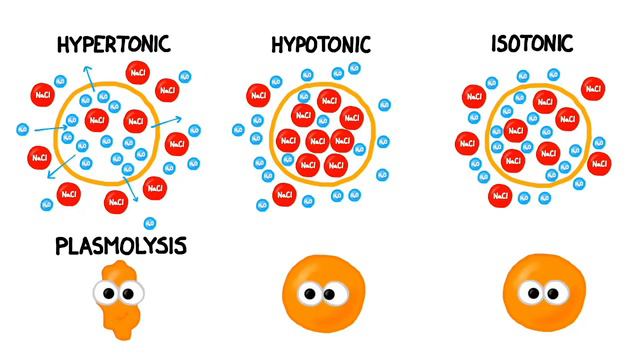 ACTIVITIES OF THE CELL MEMBRANE LECTURE смотреть онлайн