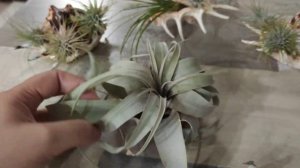 Тилландсия ксерографика. Мечты сбываются!