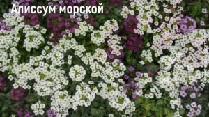 ❀ Алиссум: обзор, использование в дизайне сада, лучшие партнеры, виды и сорта